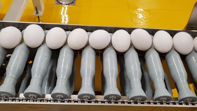 Eggs travelling on the rollers of a custom egg conveyor